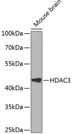 Invitrogen HDAC3 Polyclonal Antibody 100 &mu;L; Unconjugated:Antibodies,