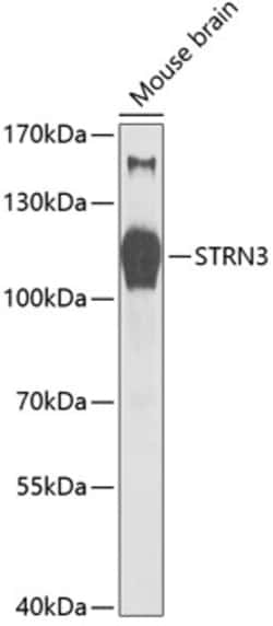 Invitrogen STRN3 Polyclonal Antibody 100 &mu;L; Unconjugated:Antibodies,