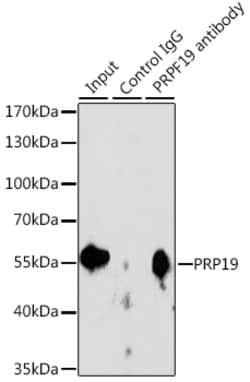 Invitrogen PRP19 Polyclonal Antibody 100 &mu;L; Unconjugated:Antibodies,