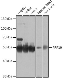 Invitrogen PRP19 Polyclonal Antibody 100 &mu;L; Unconjugated:Antibodies,