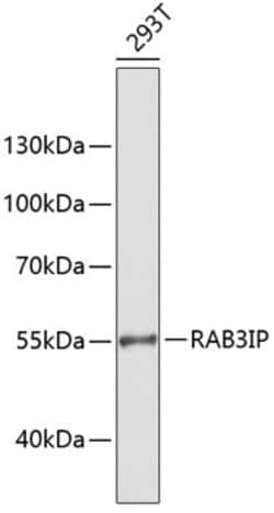 Invitrogen RAB3IP Polyclonal Antibody 100 &mu;L; Unconjugated:Antibodies,