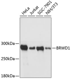 Invitrogen BRWD1 Polyclonal Antibody 100 &mu;L | Buy Online | Invitrogen&trade; | Fisher Scientific