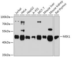 Invitrogen MEK1 Polyclonal Antibody 100 &mu;L; Unconjugated:Antibodies,