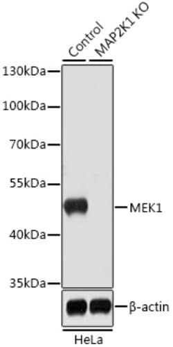 Invitrogen MEK1 Polyclonal Antibody 100 &mu;L; Unconjugated:Antibodies,
