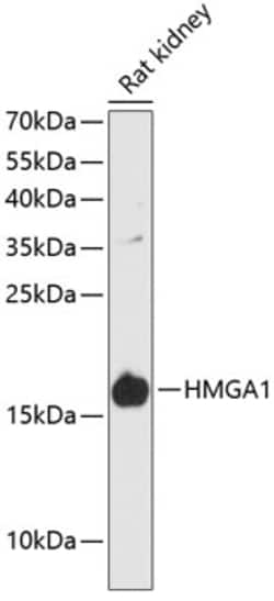 Invitrogen HMGA1 Polyclonal Antibody 100 &mu;L; Unconjugated:Antibodies,