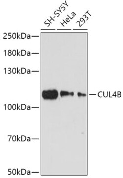 Invitrogen Cullin 4B Polyclonal Antibody 100 &mu;L; Unconjugated:Antibodies,