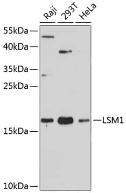 Invitrogen LSM1 Polyclonal Antibody 100 &mu;L; Unconjugated:Antibodies,