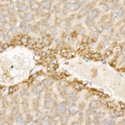 Invitrogen WNT5A Polyclonal Antibody 100 &mu;L | Buy Online | Invitrogen&trade; | Fisher Scientific