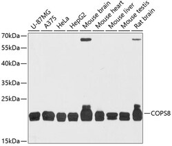 Invitrogen COPS8 Polyclonal Antibody 100 &mu;L; Unconjugated:Antibodies,