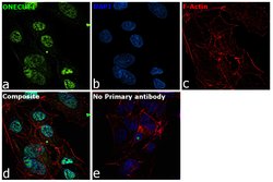 Invitrogen HNF6 Polyclonal Antibody 100 &mu;L; Unconjugated:Antibodies,
