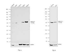 Invitrogen HNF6 Polyclonal Antibody 100 &mu;L; Unconjugated:Antibodies,