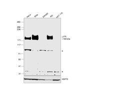 Invitrogen LIFR Polyclonal Antibody 100 &mu;L; Unconjugated:Antibodies,