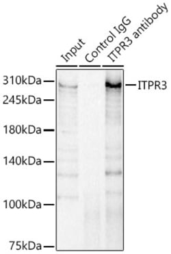 Invitrogen ITPR3 Polyclonal Antibody 100 &mu;L; Unconjugated:Antibodies,