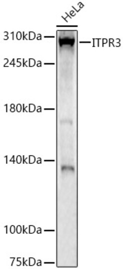 Invitrogen ITPR3 Polyclonal Antibody 100 &mu;L; Unconjugated:Antibodies,