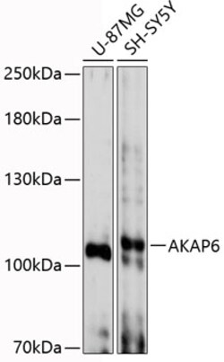 Invitrogen AKAP6 Polyclonal Antibody 100 μL; Unconjugated:Antibodies,