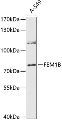 Invitrogen F1A alpha Polyclonal Antibody 100 μL; Unconjugated:Antibodies,