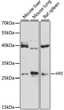 Invitrogen HYI Polyclonal Antibody 100 &mu;L; Unconjugated:Antibodies,