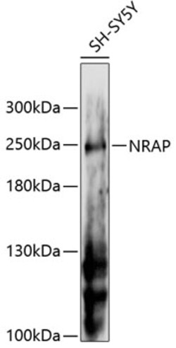 Invitrogen NRAP Polyclonal Antibody 100 &mu;L; Unconjugated:Antibodies,