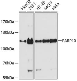 Invitrogen PARP10 Polyclonal Antibody 100 &mu;L; Unconjugated:Antibodies,