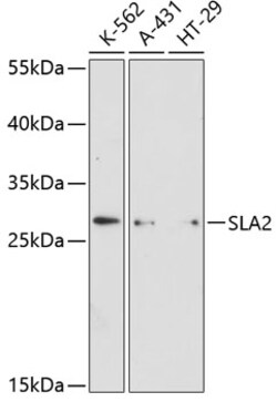 Invitrogen SLA2 Polyclonal Antibody 100 &mu;L; Unconjugated:Antibodies,