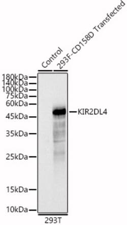 KIR2DL4 Polyclonal Antibody, Invitrogen 100 &mu;L; Unconjugated:Antibodies,