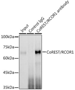 Invitrogen RCOR1 Polyclonal Antibody 100 &mu;L; Unconjugated:Antibodies,