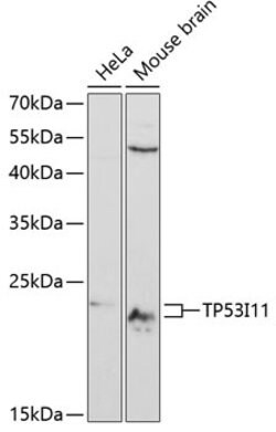 TP53I11 Polyclonal Antibody, Invitrogen&trade;