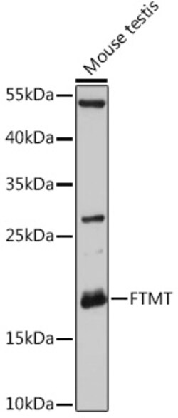 Invitrogen FTMT Polyclonal Antibody 100 &mu;L; Unconjugated:Antikörper