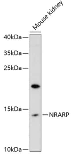 Invitrogen NRARP Polyclonal Antibody 100 &mu;L; Unconjugated:Antibodies,