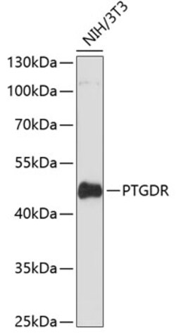 Invitrogen CRTH2 Polyclonal Antibody 100 &mu;L; Unconjugated:Antibodies,