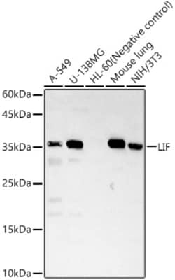 Invitrogen LIF Polyclonal Antibody 100 &mu;L | Buy Online | Invitrogen&trade; | Fisher Scientific