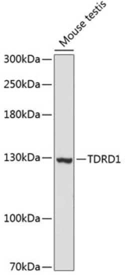 Invitrogen TDRD1 Polyclonal Antibody 100 &mu;L; Unconjugated:Antibodies,