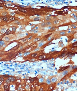 Invitrogen SCGN Polyclonal Antibody 100 &mu;L; Unconjugated:Antibodies,