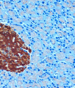Invitrogen SCGN Polyclonal Antibody 100 &mu;L; Unconjugated:Antibodies,