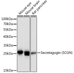 Invitrogen SCGN Polyclonal Antibody 100 &mu;L; Unconjugated:Antibodies,