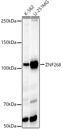 Invitrogen ZNF268 Polyclonal Antibody 100 &mu;L; Unconjugated:Antibodies,