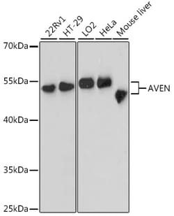 Invitrogen AVEN Polyclonal Antibody 100 &mu;L; Unconjugated:Antibodies,