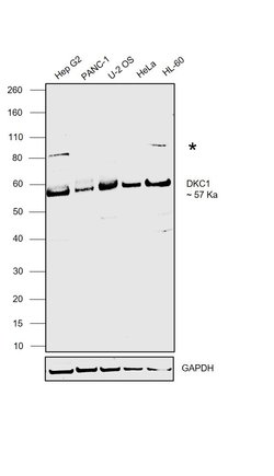 Invitrogen DKC1 Polyclonal Antibody 100 &mu;L; Unconjugated:Antibodies,