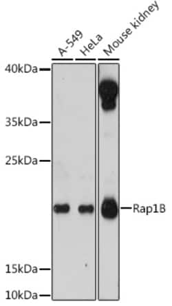 Invitrogen RAP1B Polyclonal Antibody 100 &mu;L; Unconjugated:Antibodies,