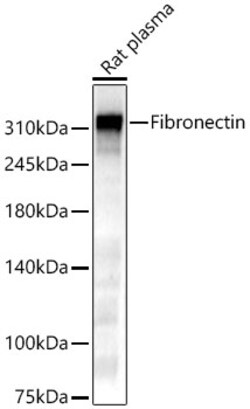 Invitrogen Fibronectin Polyclonal Antibody 100 &mu;L | Buy Online | Invitrogen&trade; | Fisher Scientific
