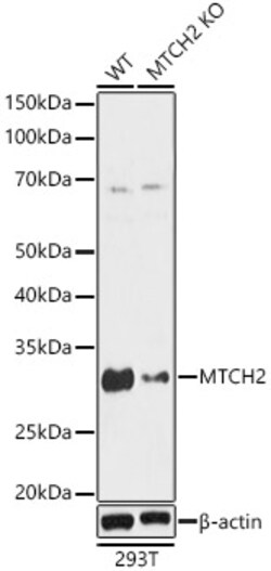 Invitrogen MTCH2 Polyclonal Antibody 100 &mu;L; Unconjugated:Antibodies,