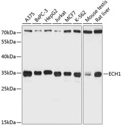 Invitrogen ECH1 Polyclonal Antibody 100 &mu;L; Unconjugated:Antibodies,