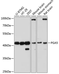 Invitrogen PGA5 Polyclonal Antibody 100 &mu;L; Unconjugated:Antibodies,