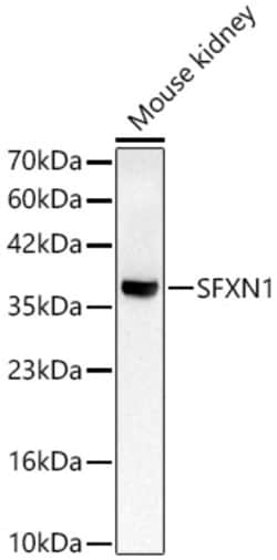 Invitrogen SFXN1 Polyclonal Antibody 100 &mu;L; Unconjugated:Antibodies,
