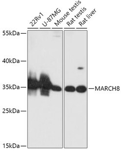 Invitrogen MARCH8 Polyclonal Antibody 100 &mu;L; Unconjugated:Antibodies,