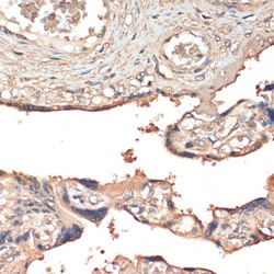 Invitrogen MSP Polyclonal Antibody 100 &mu;L; Unconjugated:Antibodies,