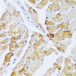 Invitrogen WSB2 Polyclonal Antibody 100 &mu;L; Unconjugated:Antibodies,