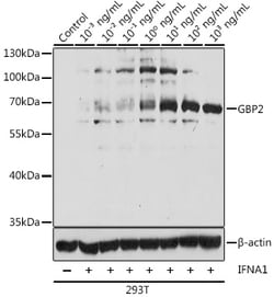 GBP2 Polyclonal Antibody, Invitrogen 100 &mu;L; Unconjugated:Antibodies,