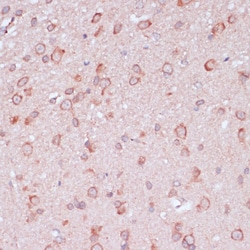 Invitrogen RPL32 Polyclonal Antibody 100 &mu;L; Unconjugated:Antibodies,