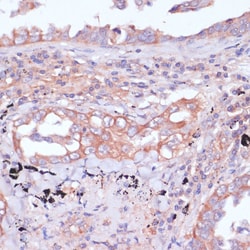 Invitrogen RPL32 Polyclonal Antibody 100 &mu;L; Unconjugated:Antibodies,